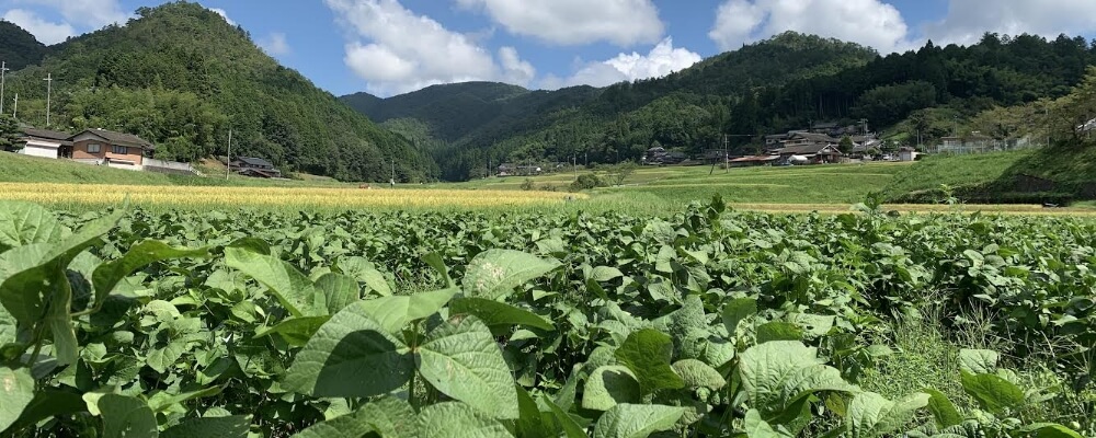 京丹波えだまめファーム