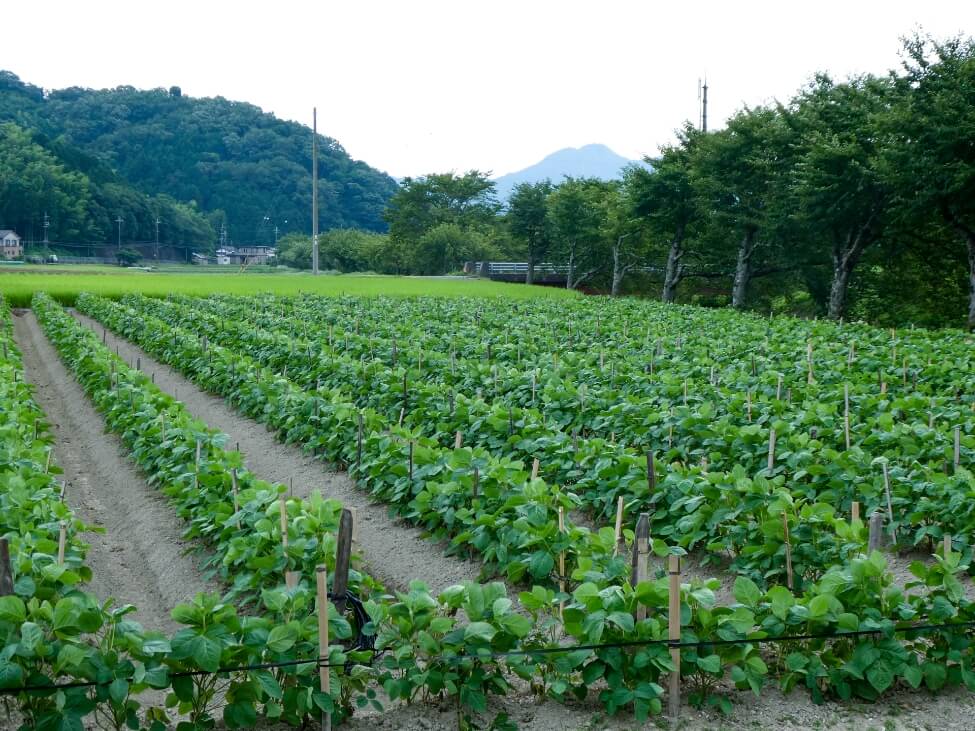 丹波高原の恵みを生かした栽培